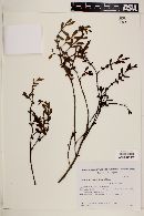 Image of Phoradendron reductum