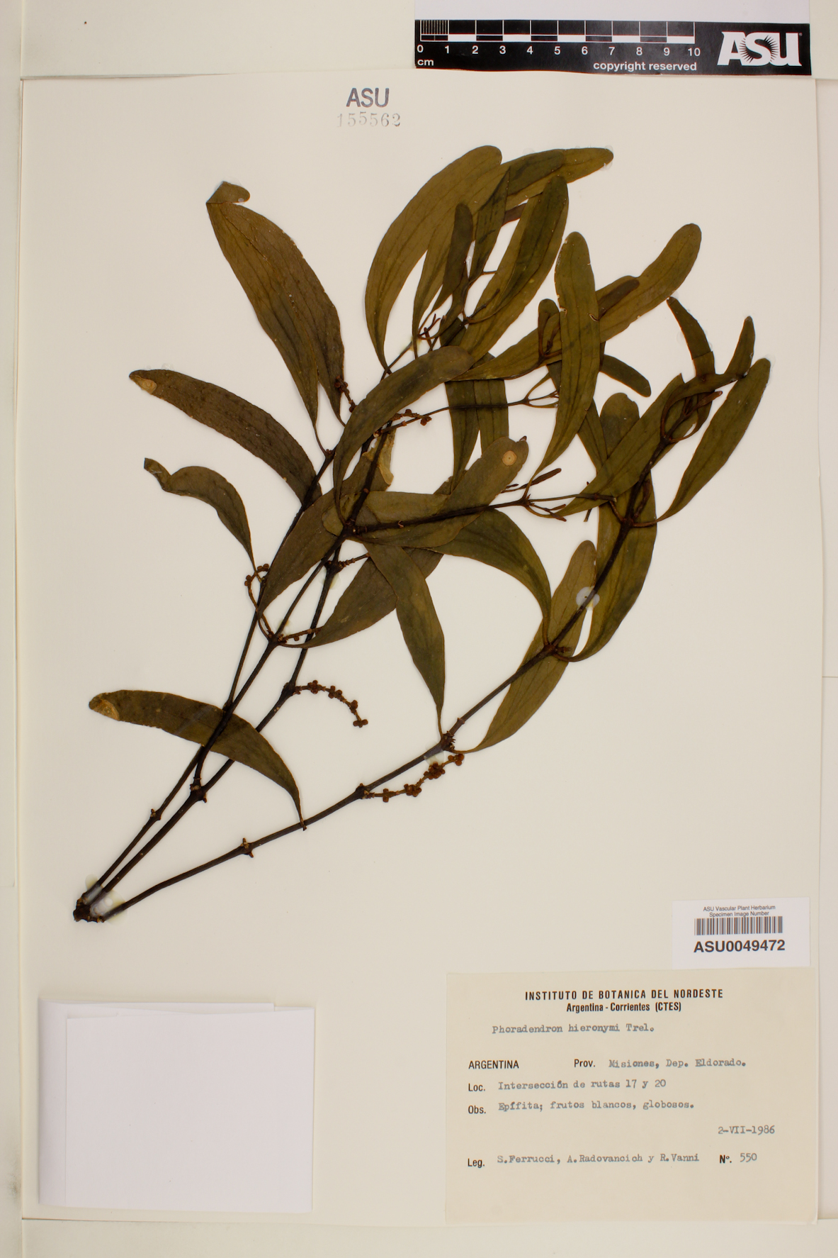 Phoradendron bathyoryctum image