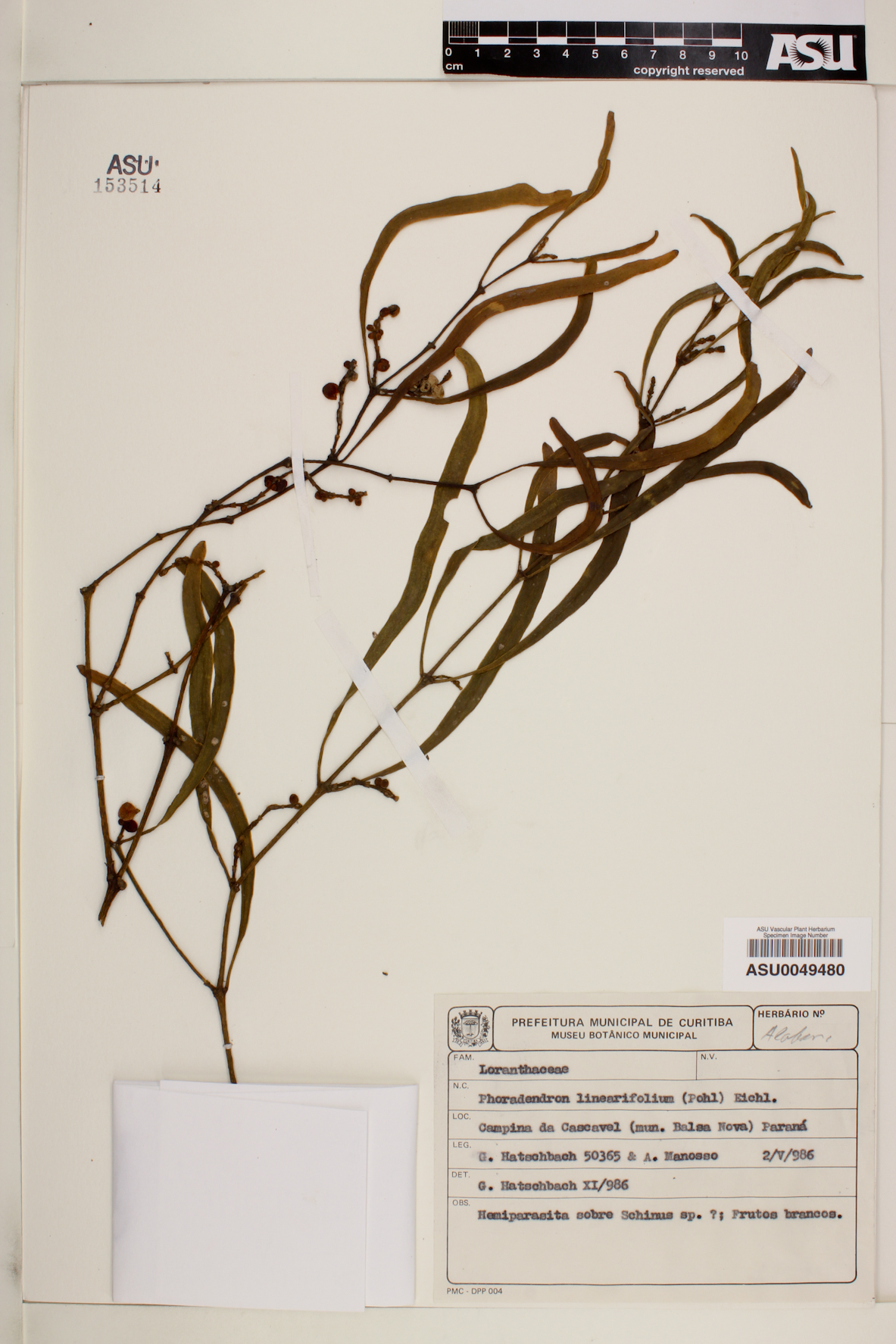 Phoradendron linearifolium image