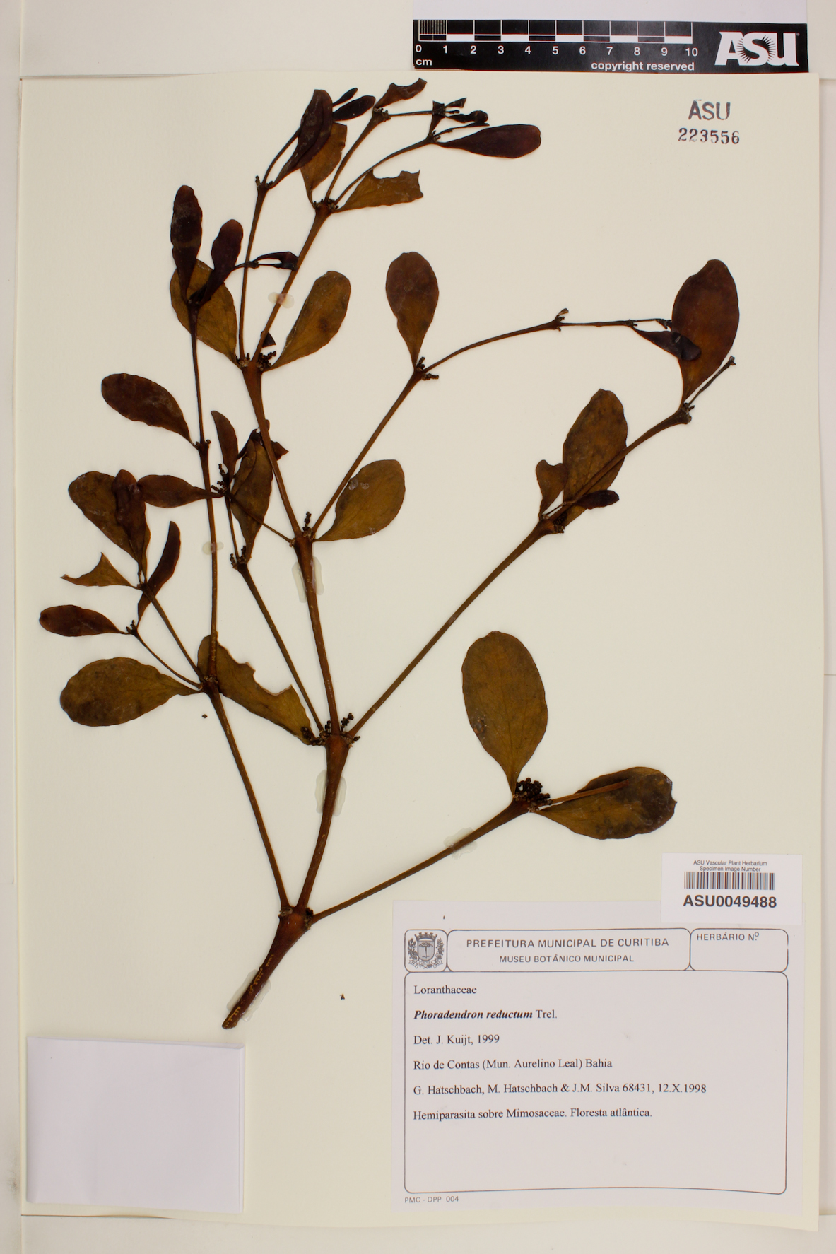 Phoradendron reductum image