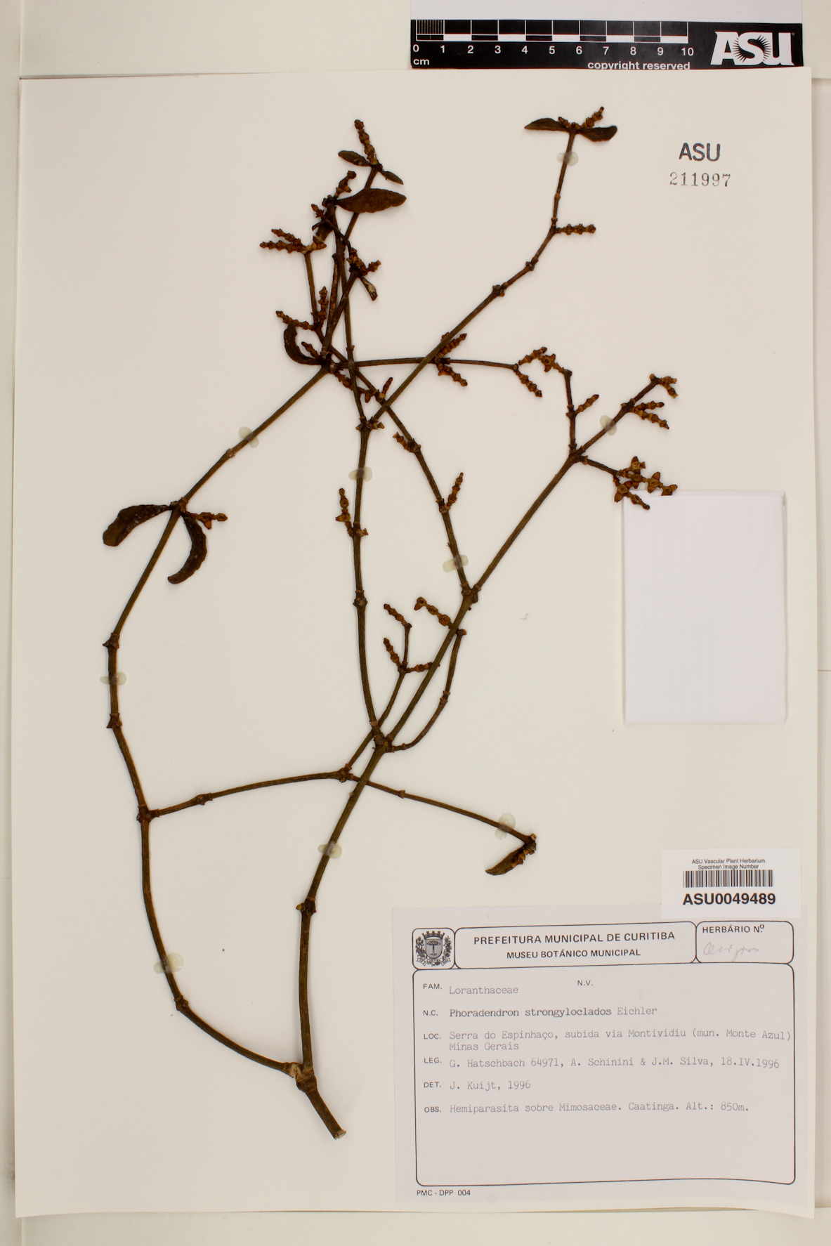 Phoradendron strongyloclados image