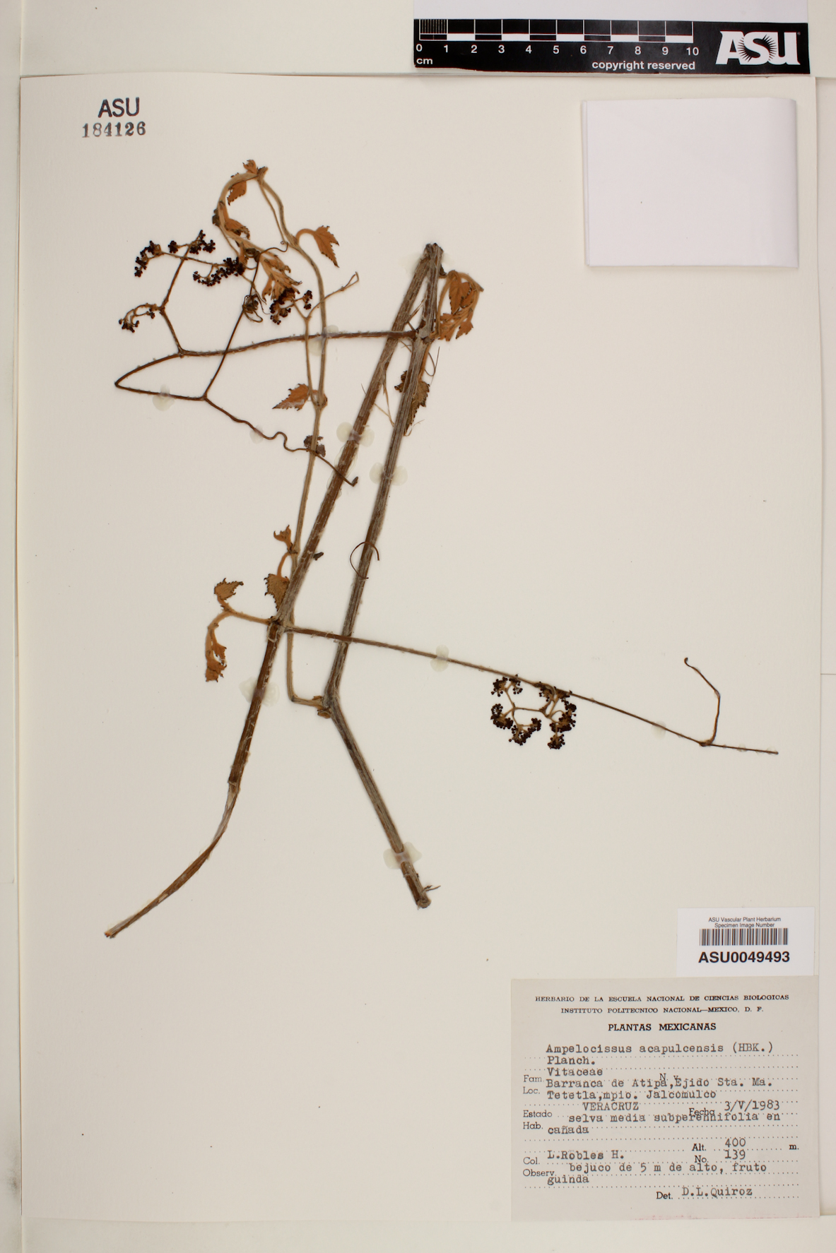 Ampelocissus acapulcensis image