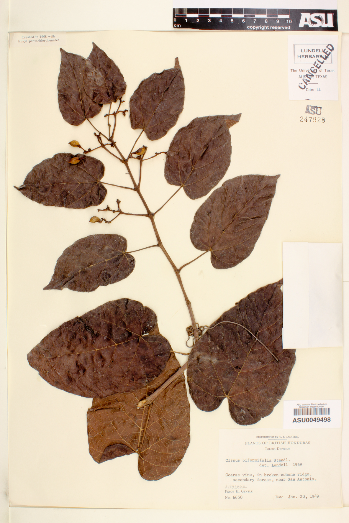 Cissus biformifolia image