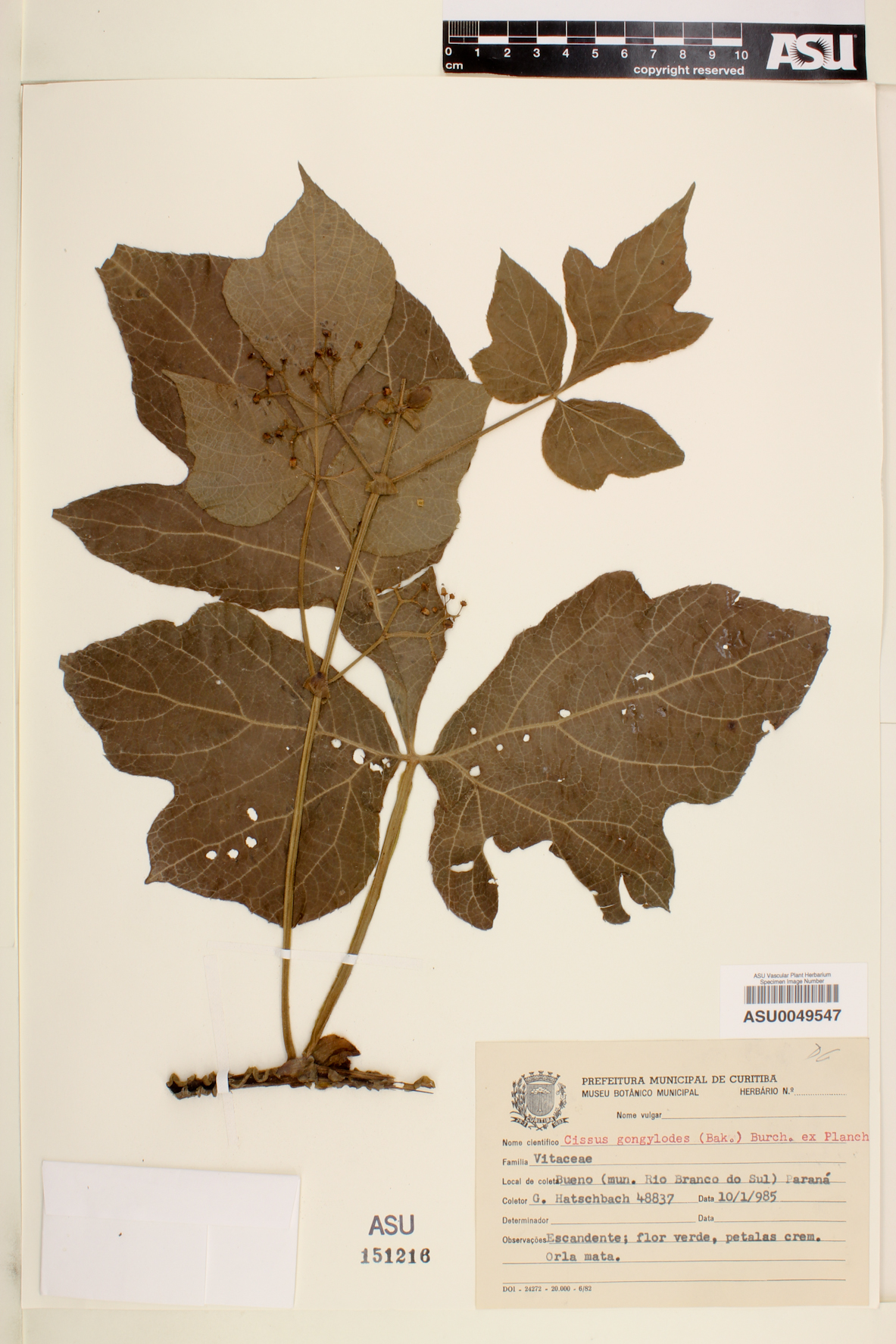 Cissus gongylodes image