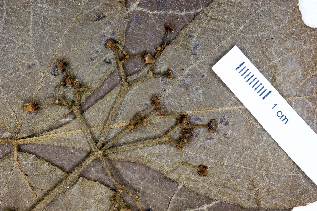 Cissus gongylodes image