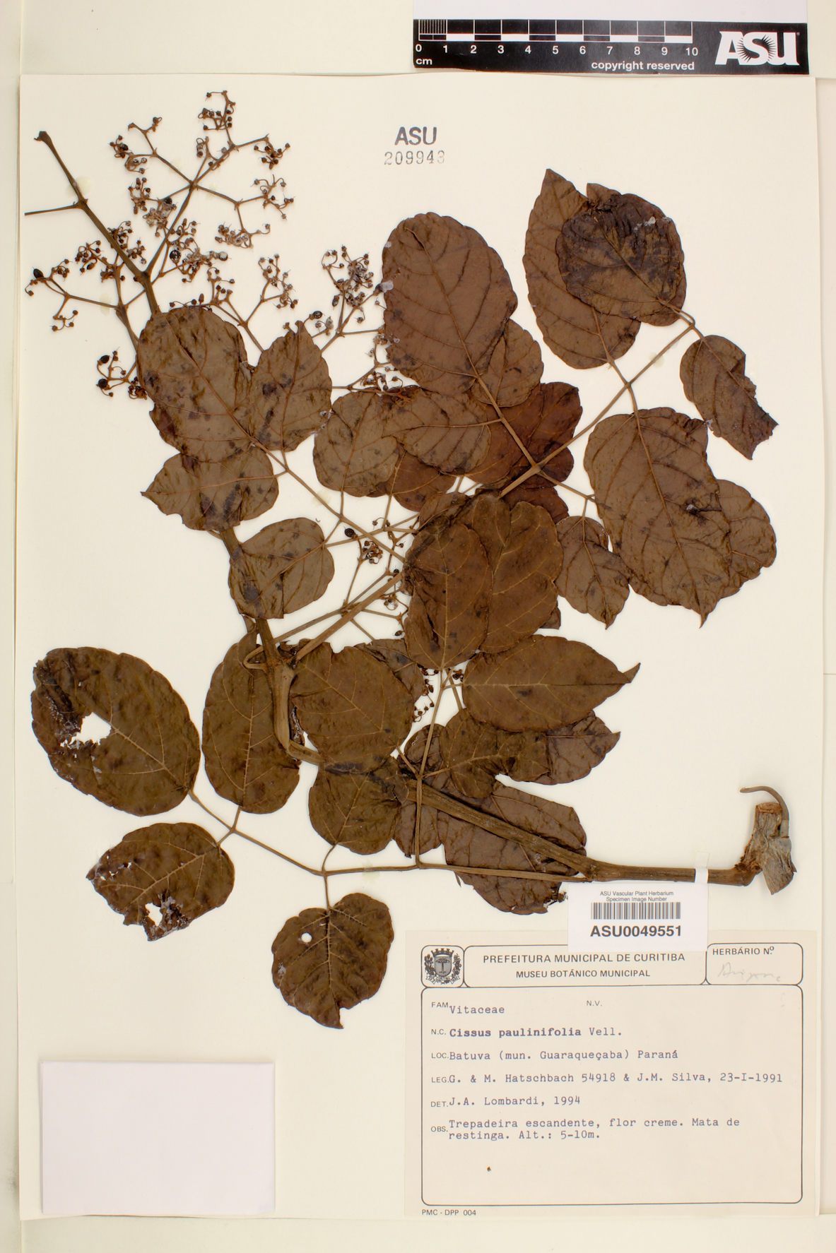 Cissus paullinifolia image