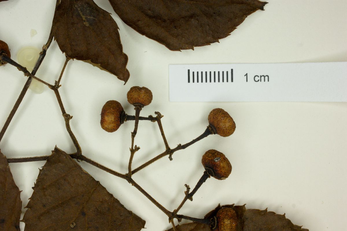 Cissus quinquefolia image