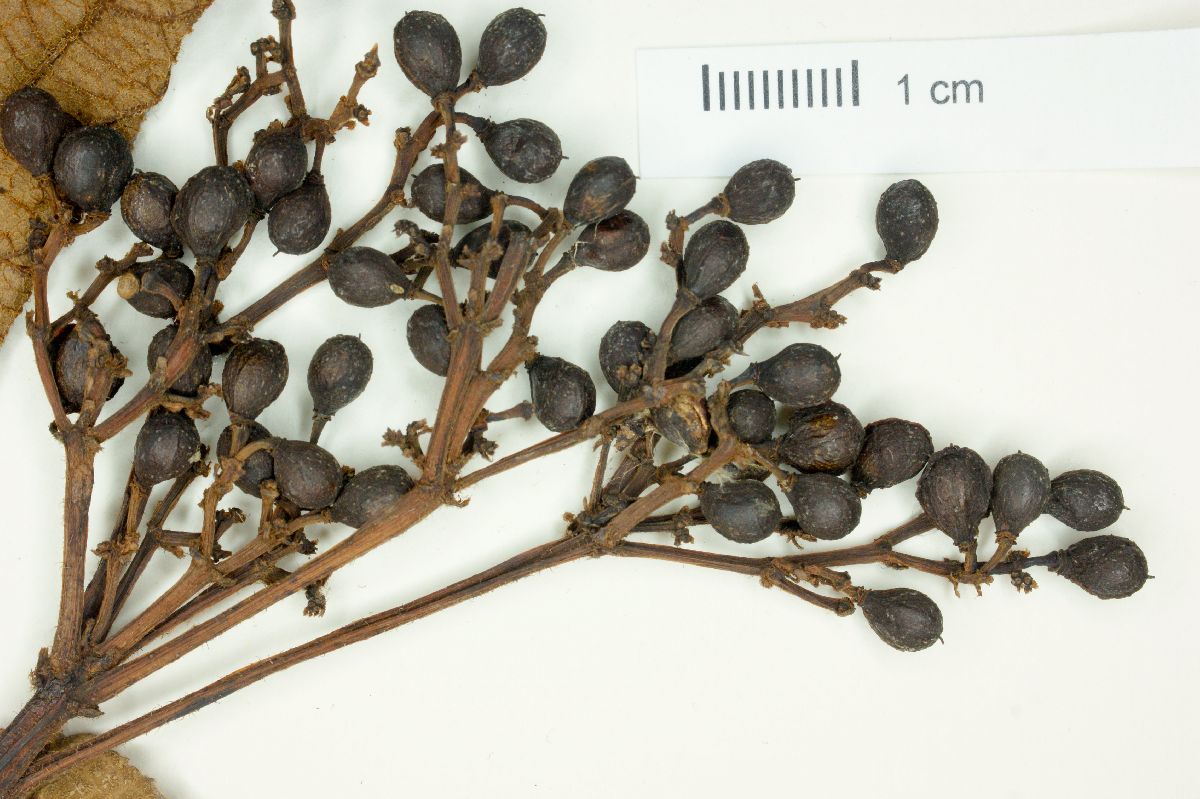 Cyphostemma sessilifolium image