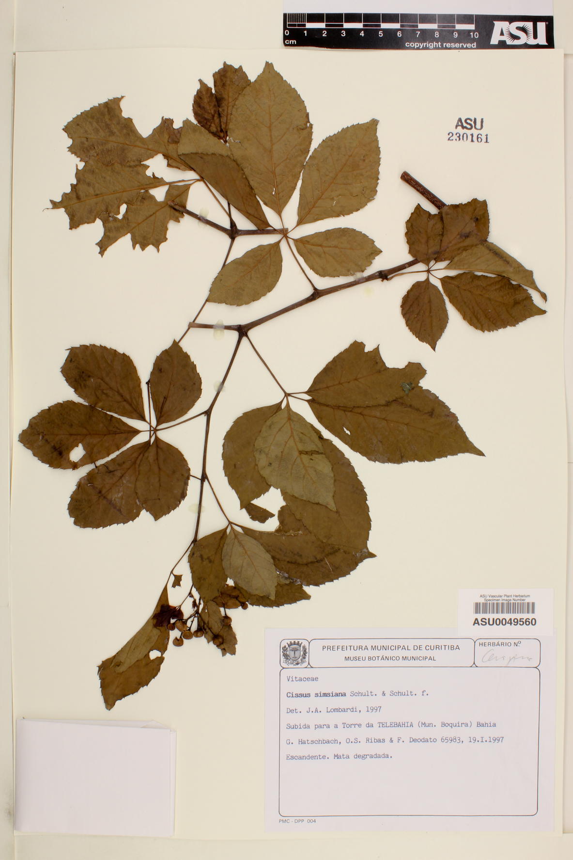 Cissus simsiana image