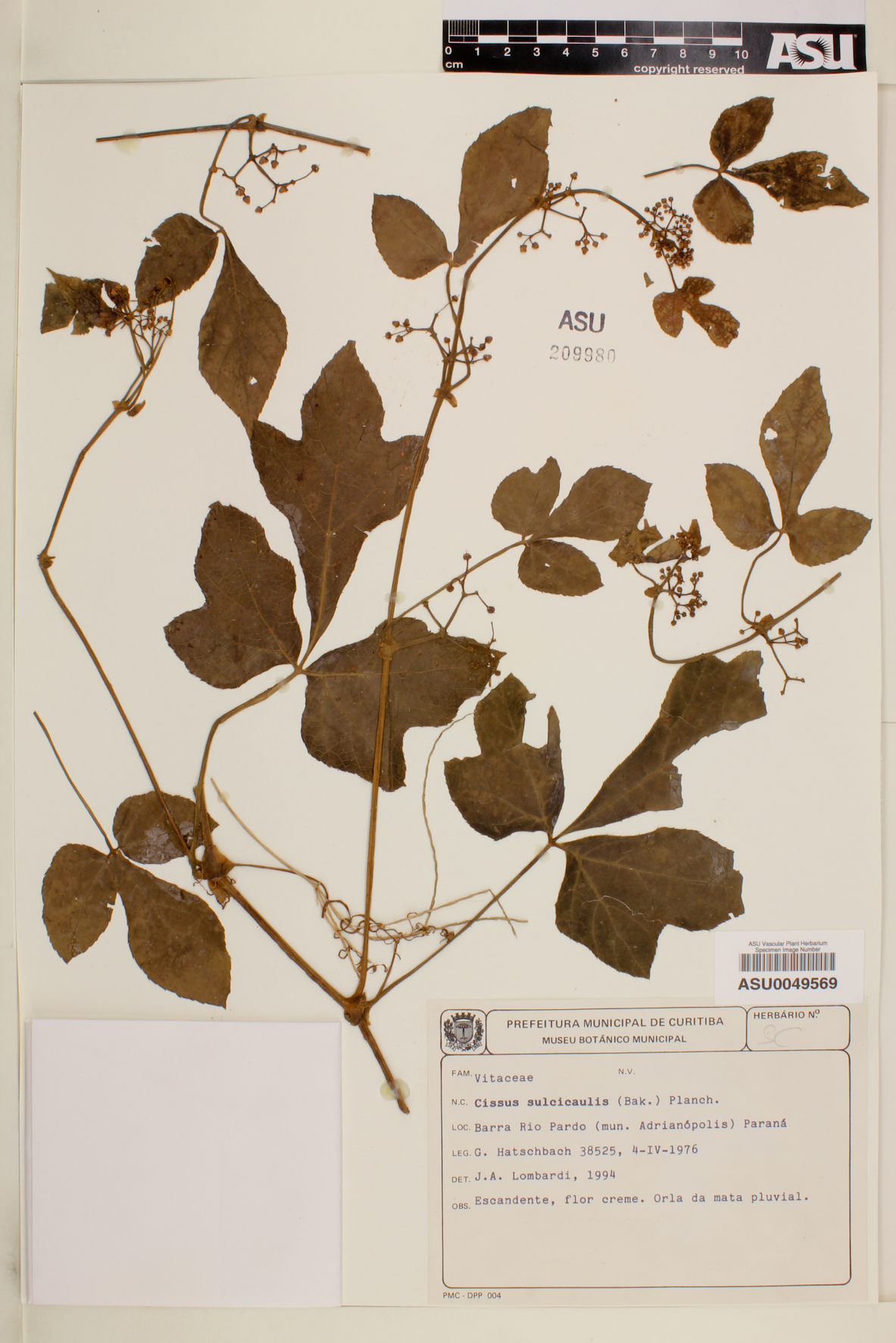 Cissus sulcicaulis image