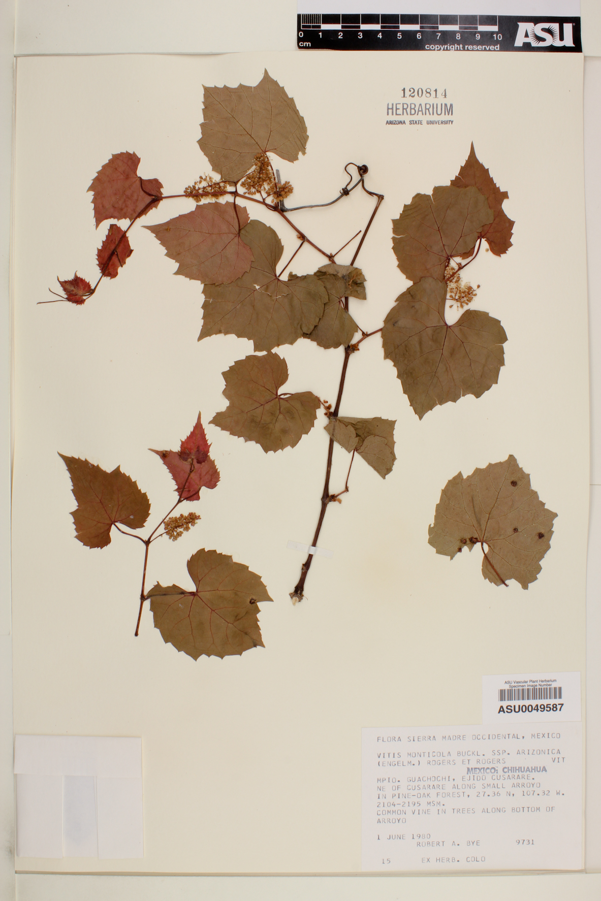 Vitis monticola subsp. arizonica image