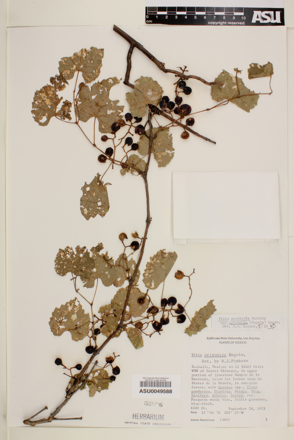 Vitis monticola image
