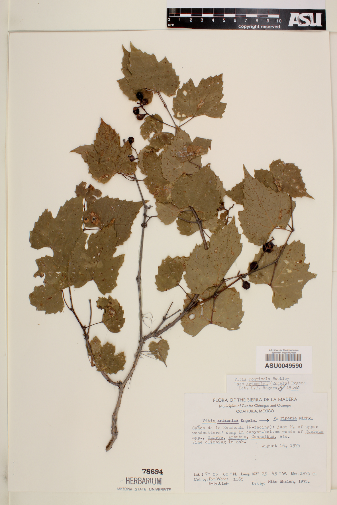 Vitis monticola subsp. arizonica image