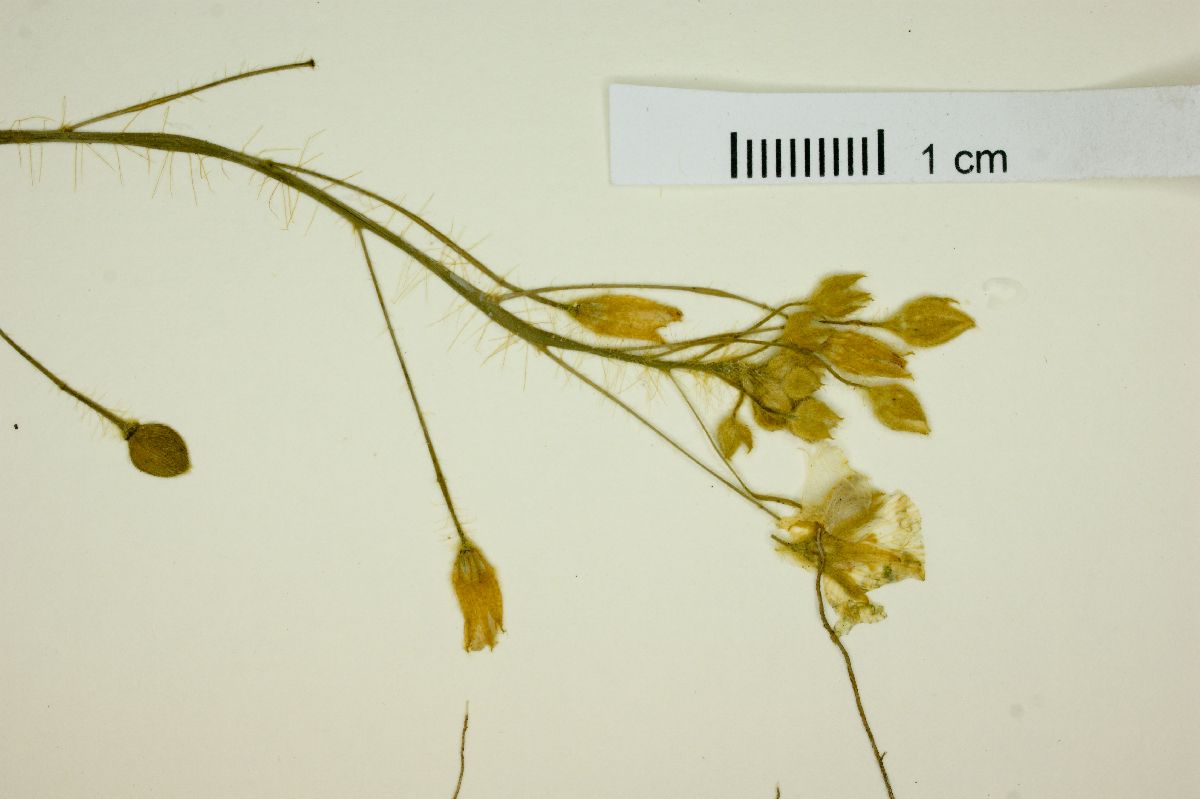 Piriqueta racemosa image