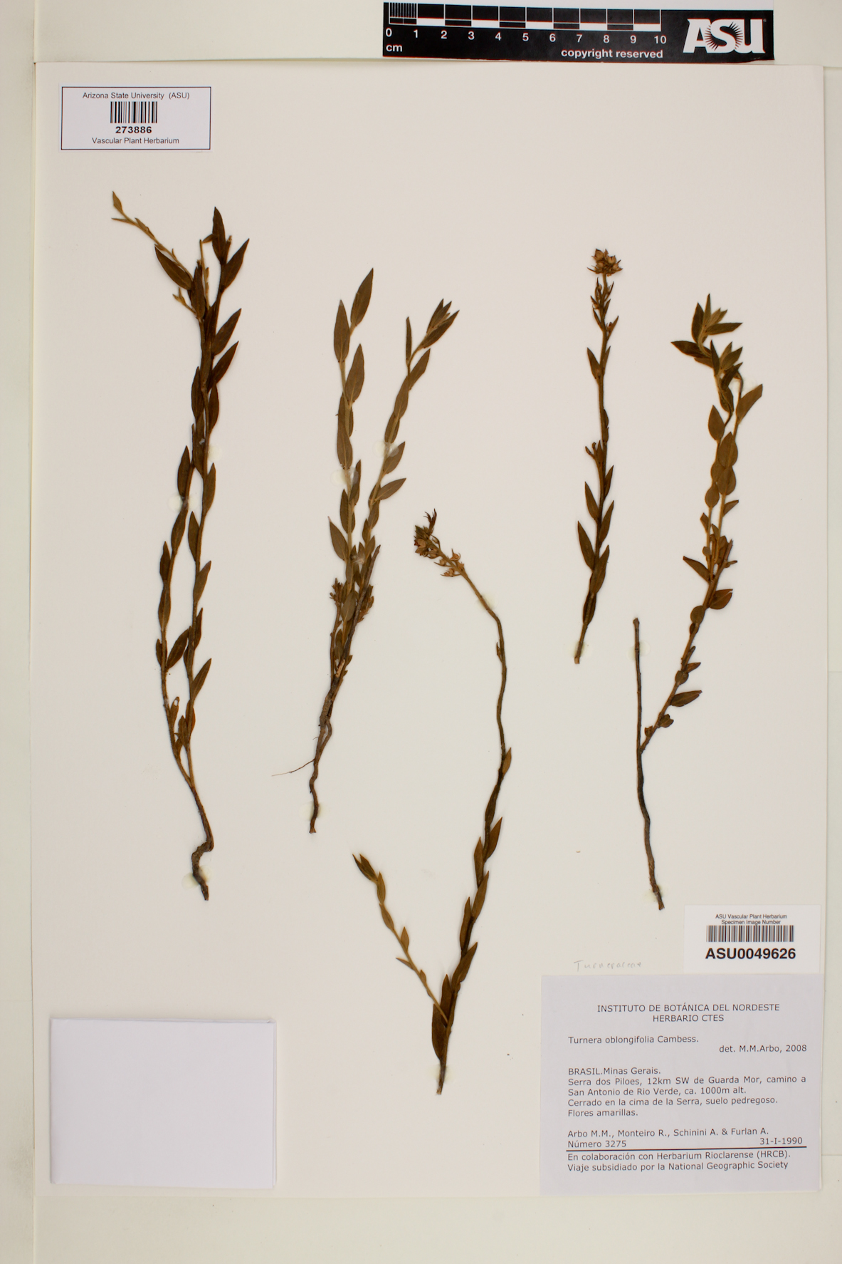 Turnera oblongifolia image