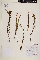 Image of Turnera oblongifolia