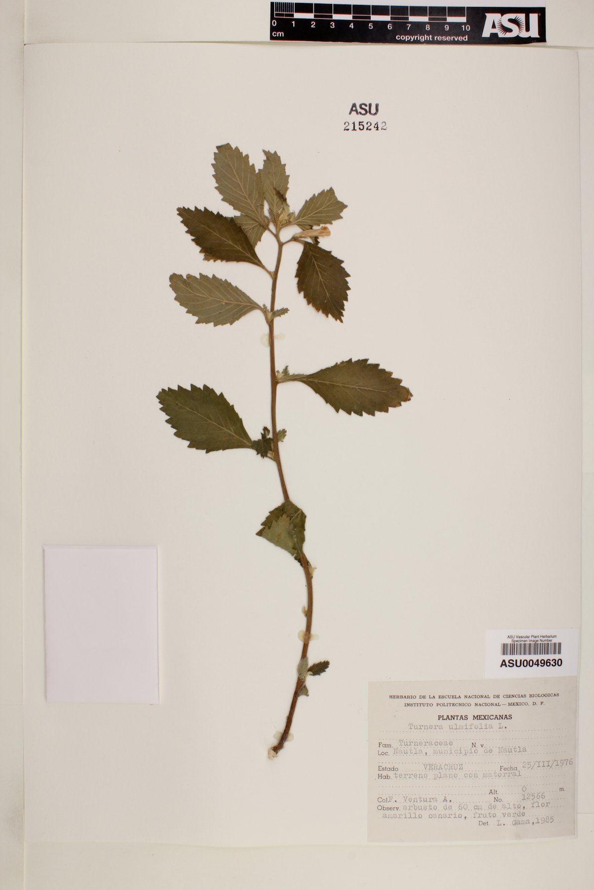 Turnera ulmifolia image