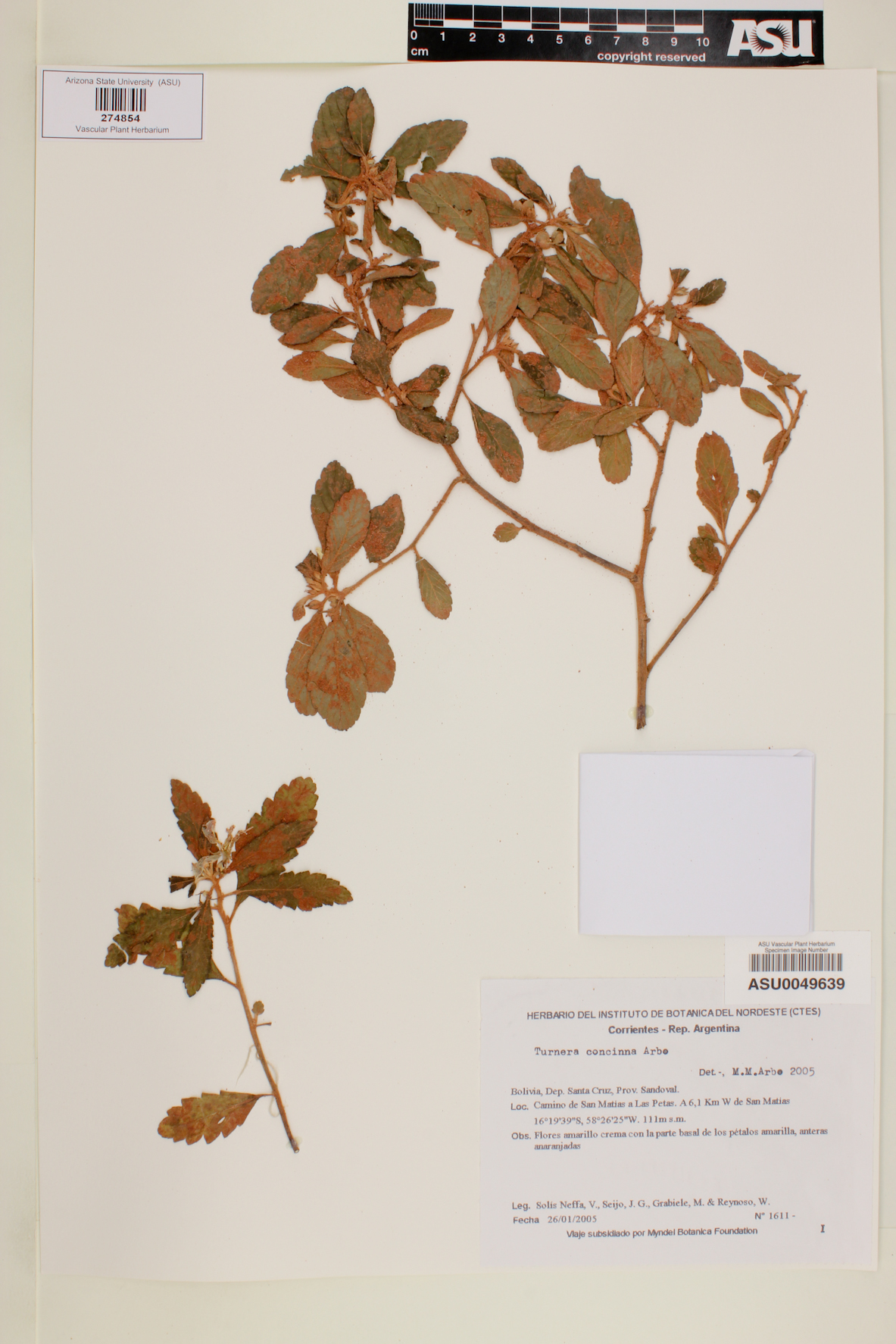 Turnera concinna image