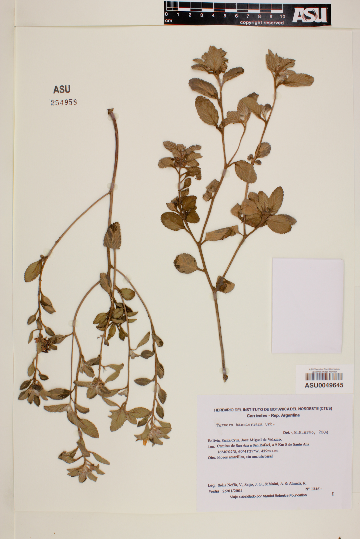 Turnera hassleriana image