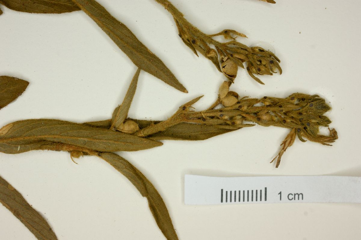 Turnera lanceolata image