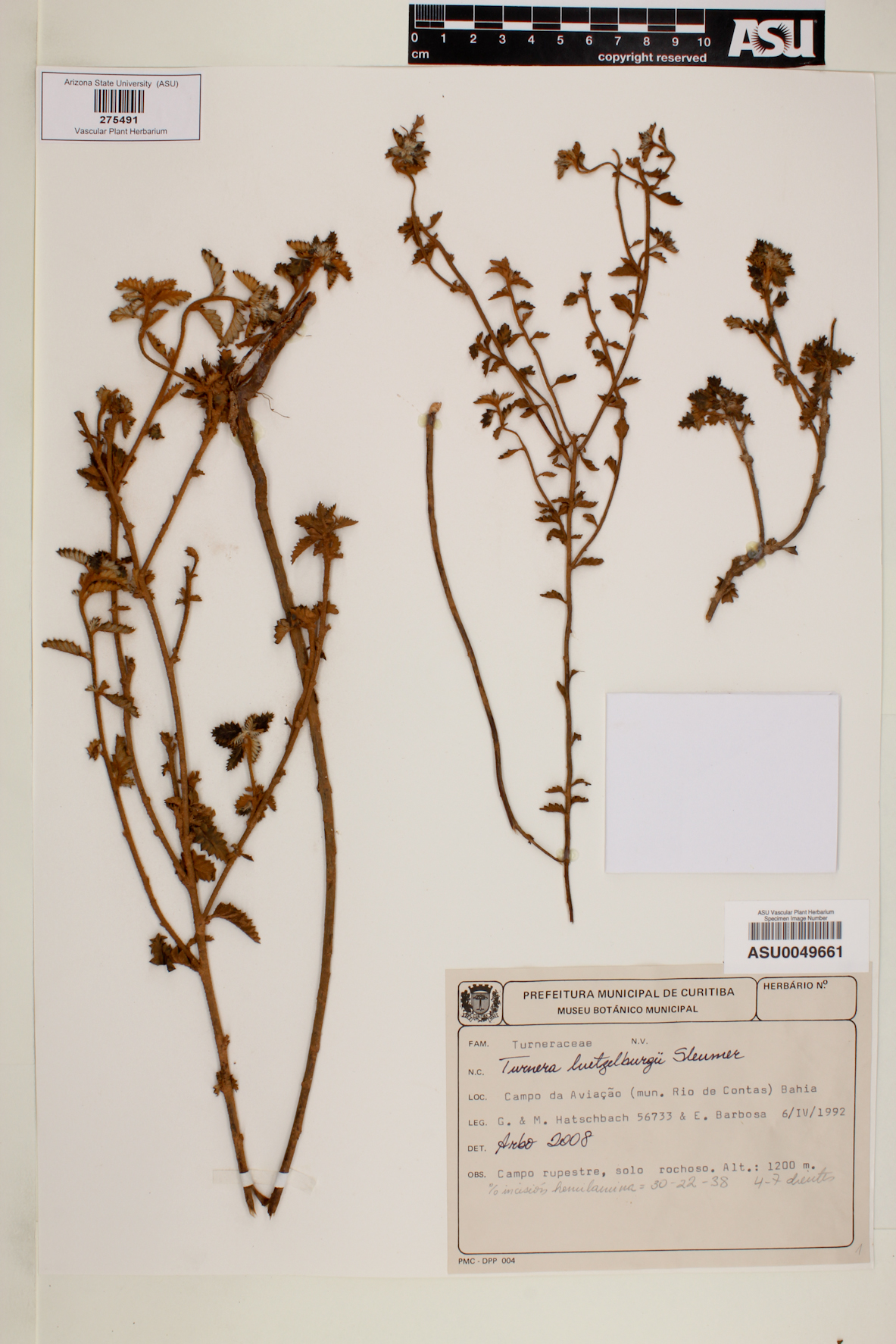 Turnera luetzelburgii image