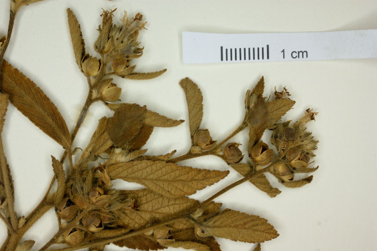 Turnera melochioides image