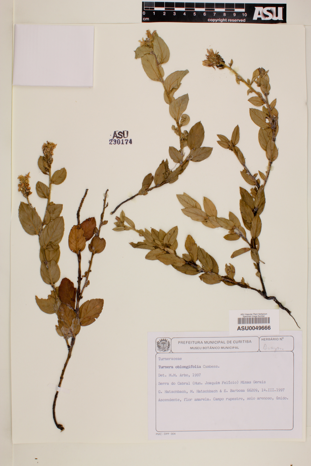 Turnera oblongifolia image