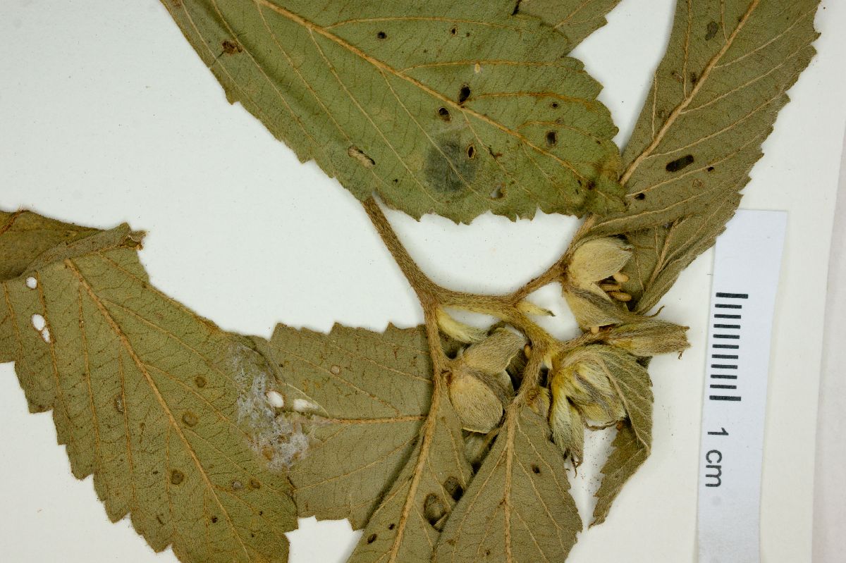 Turnera orientalis image