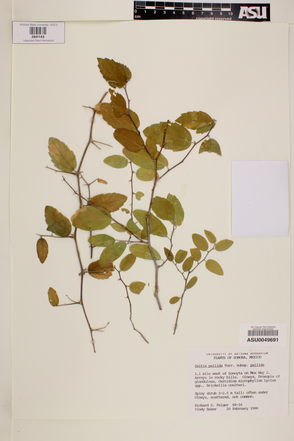 Celtis pallida subsp. pallida image