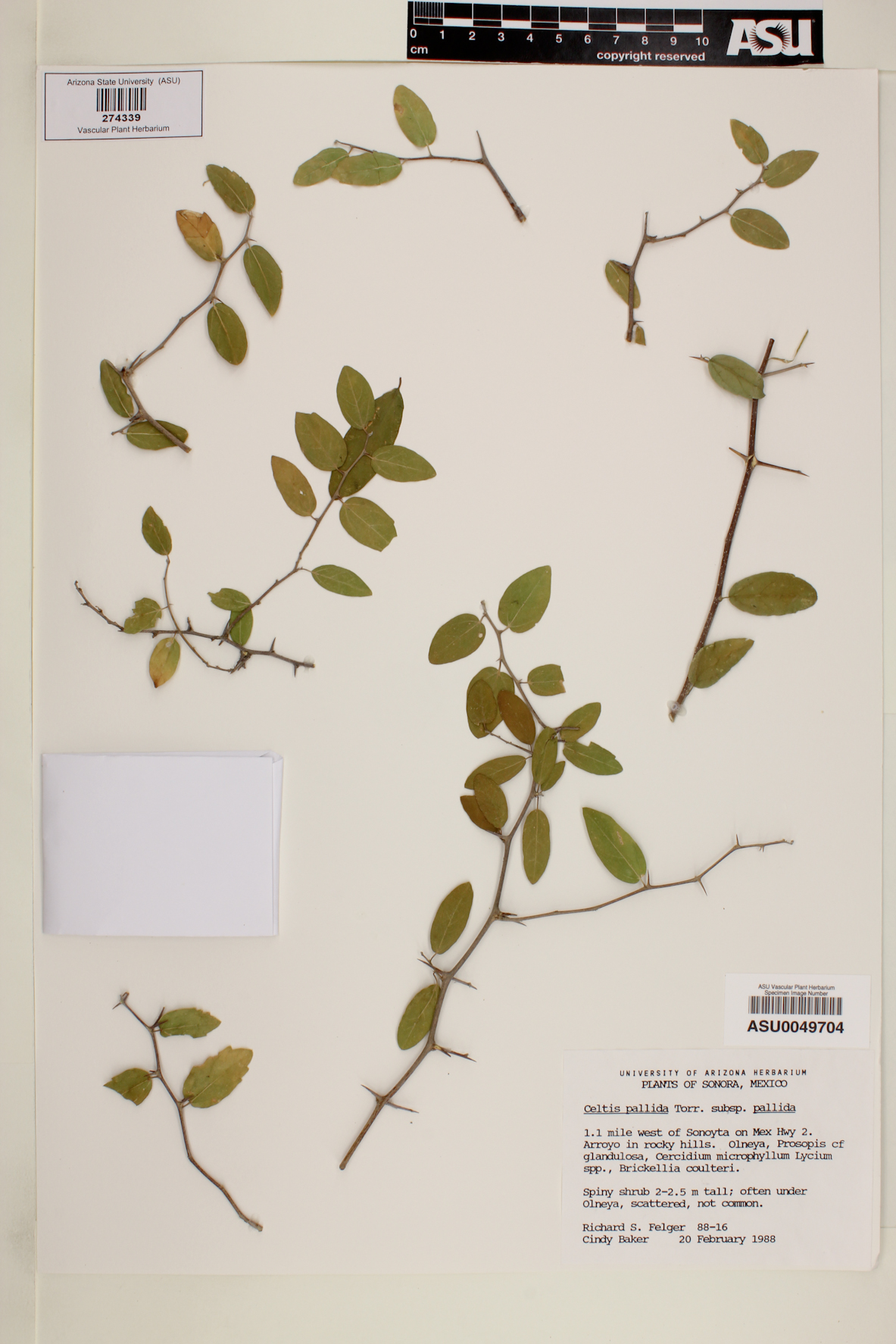 Celtis pallida subsp. pallida image