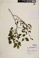 Celtis reticulata image