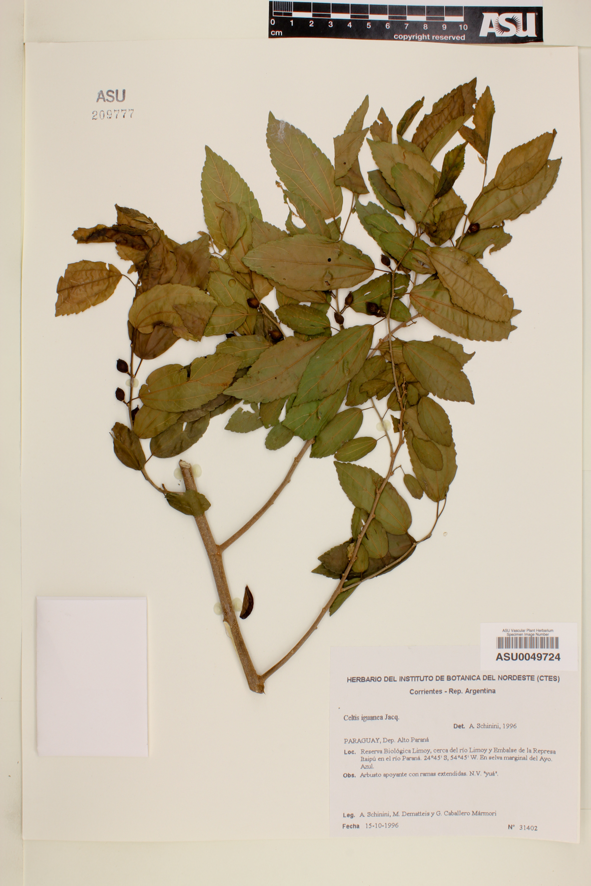Celtis iguanaea image