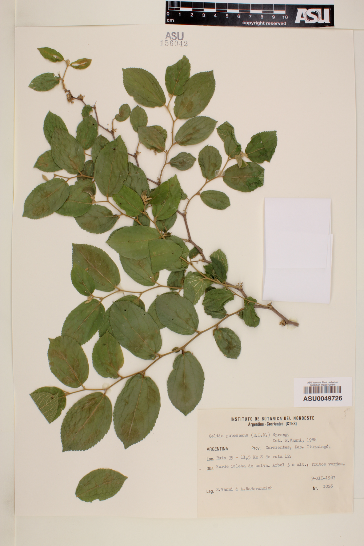 Celtis pubescens image