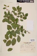 Celtis pubescens image