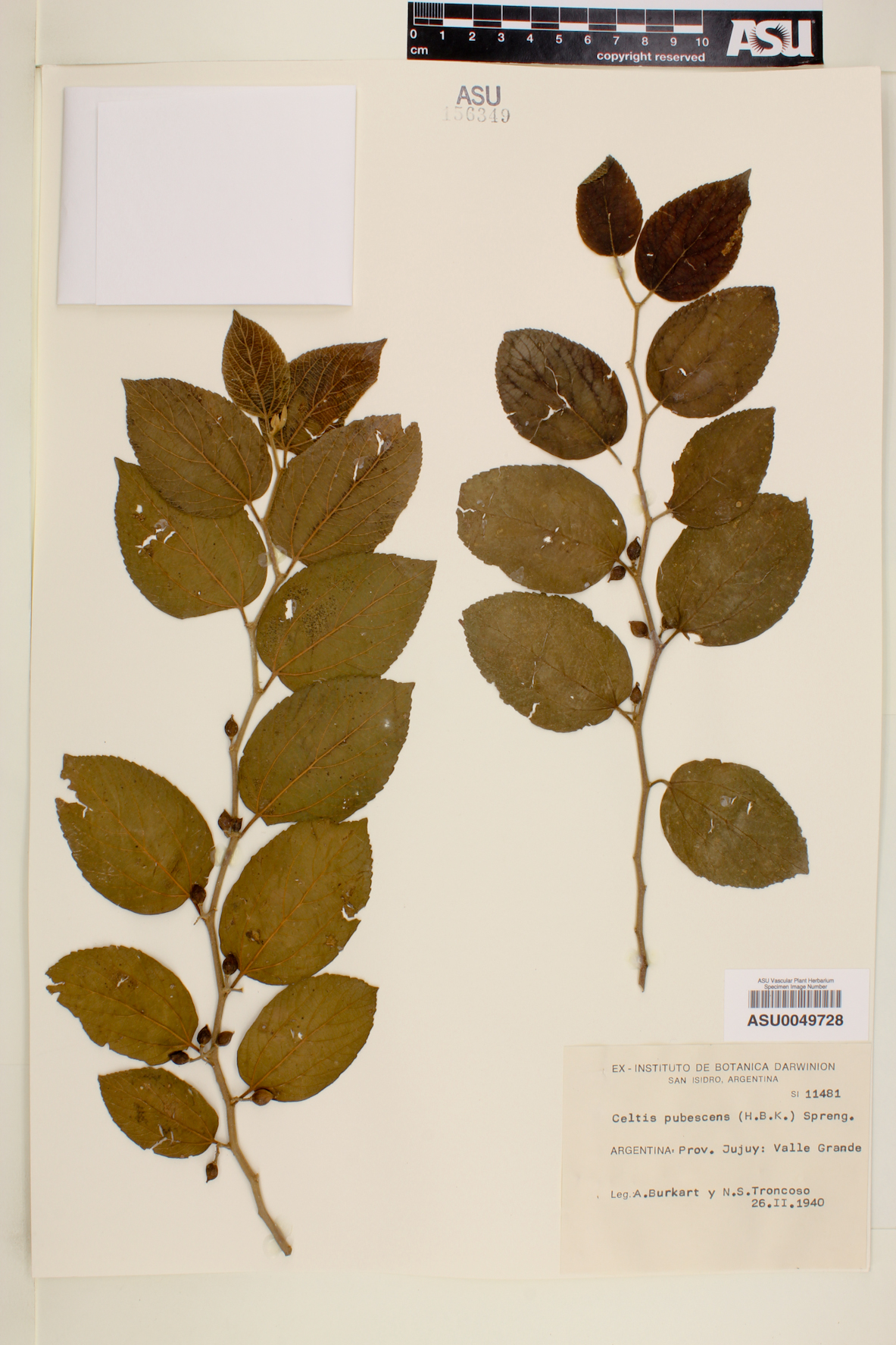 Celtis pubescens image