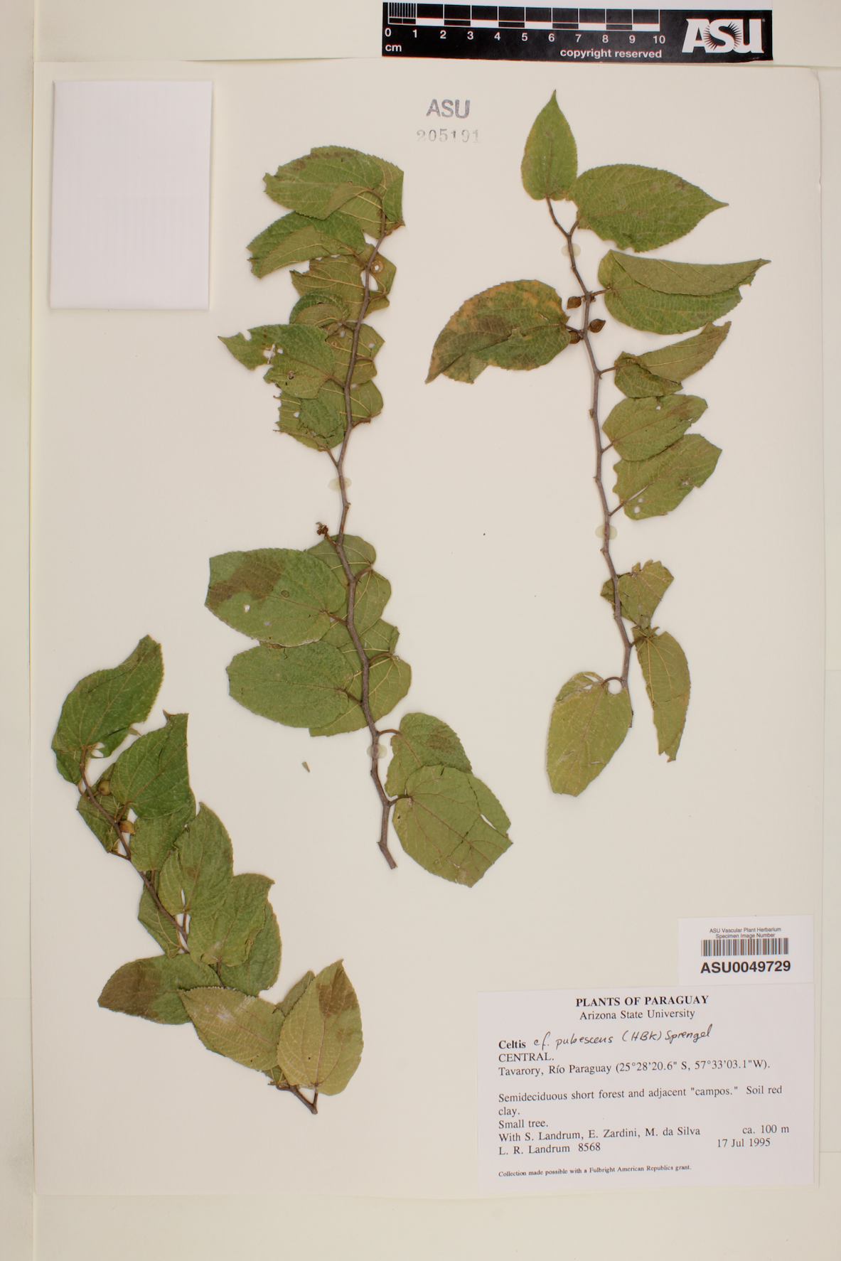 Celtis brasiliensis image