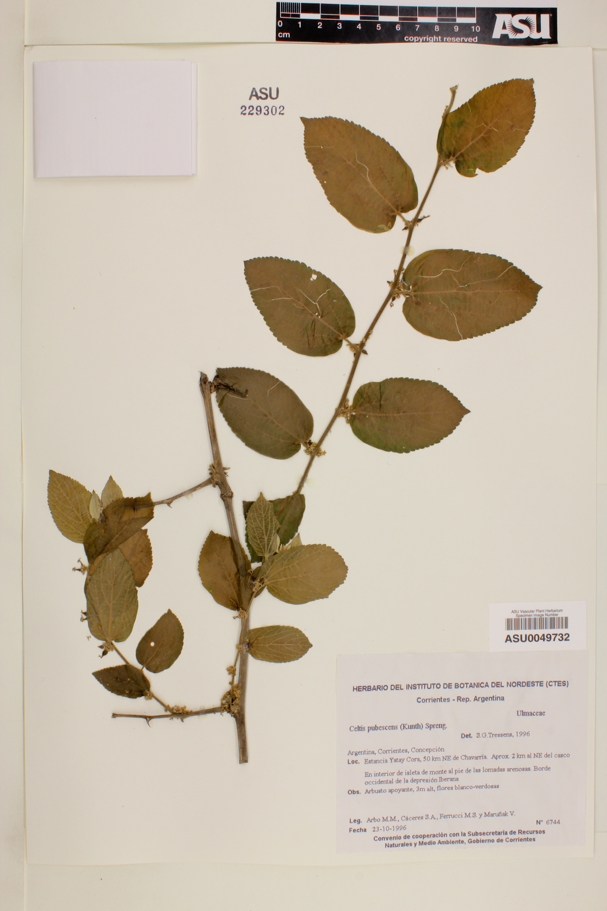 Celtis pubescens image