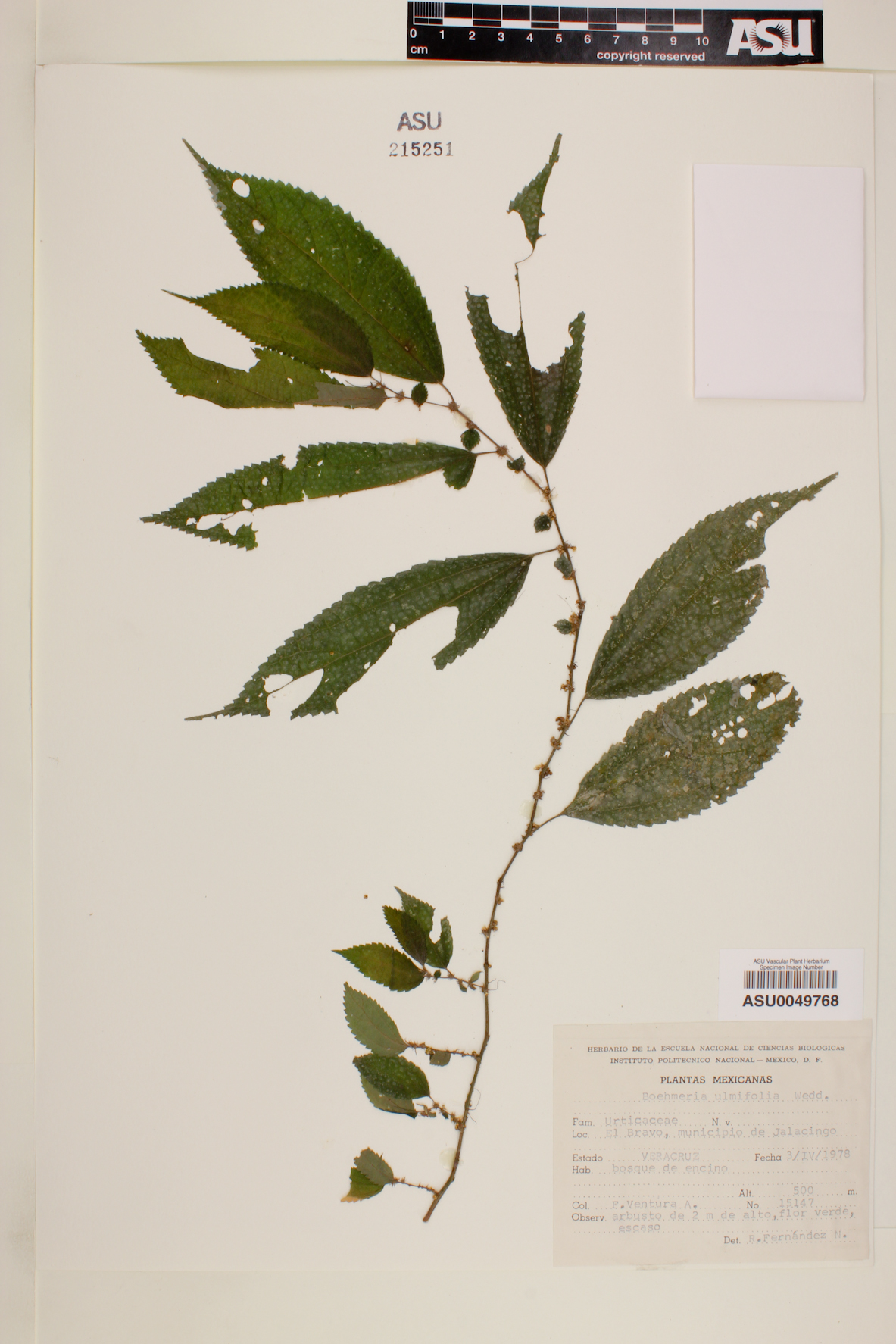 Boehmeria ulmifolia image