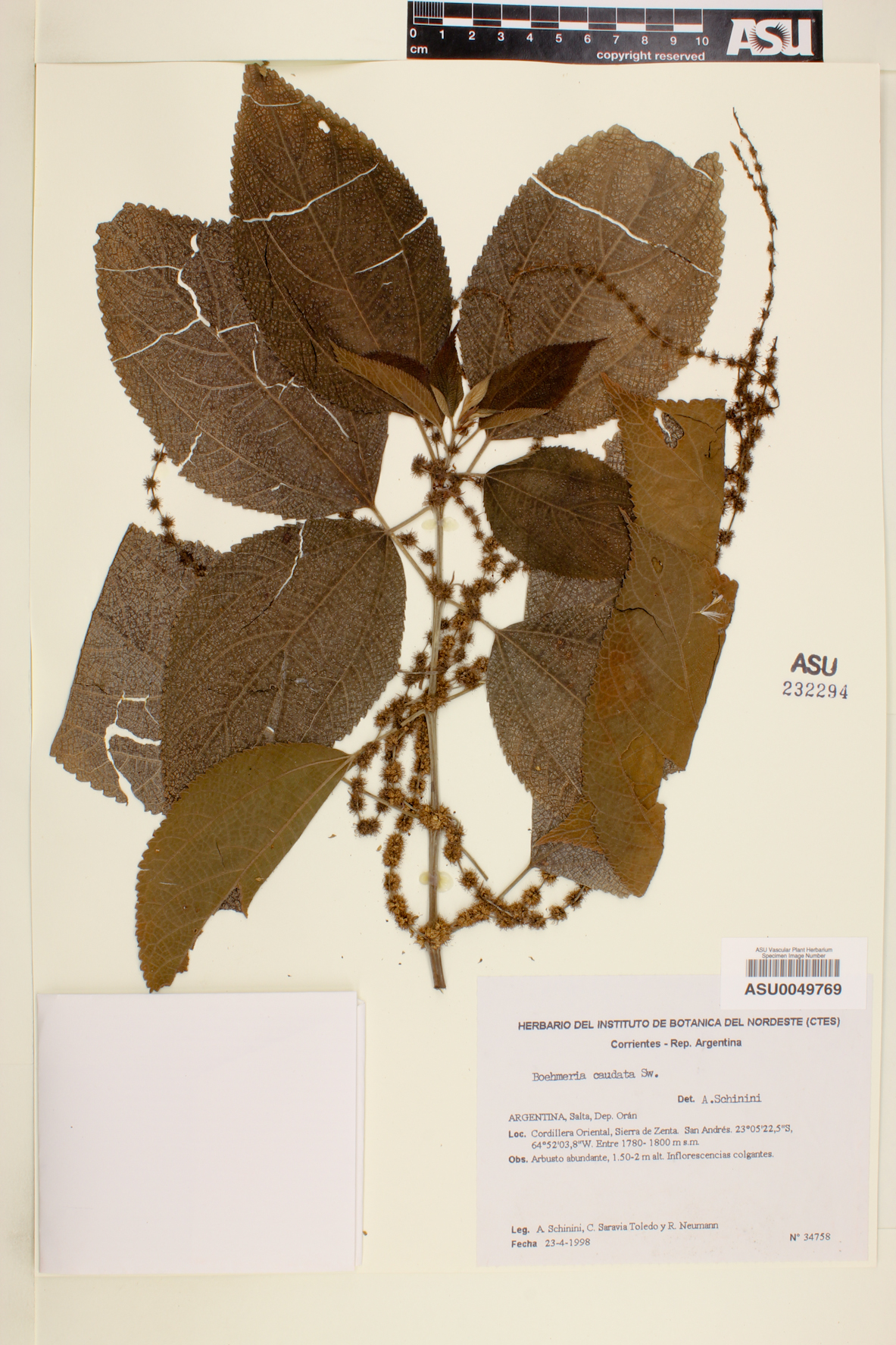 Boehmeria caudata image