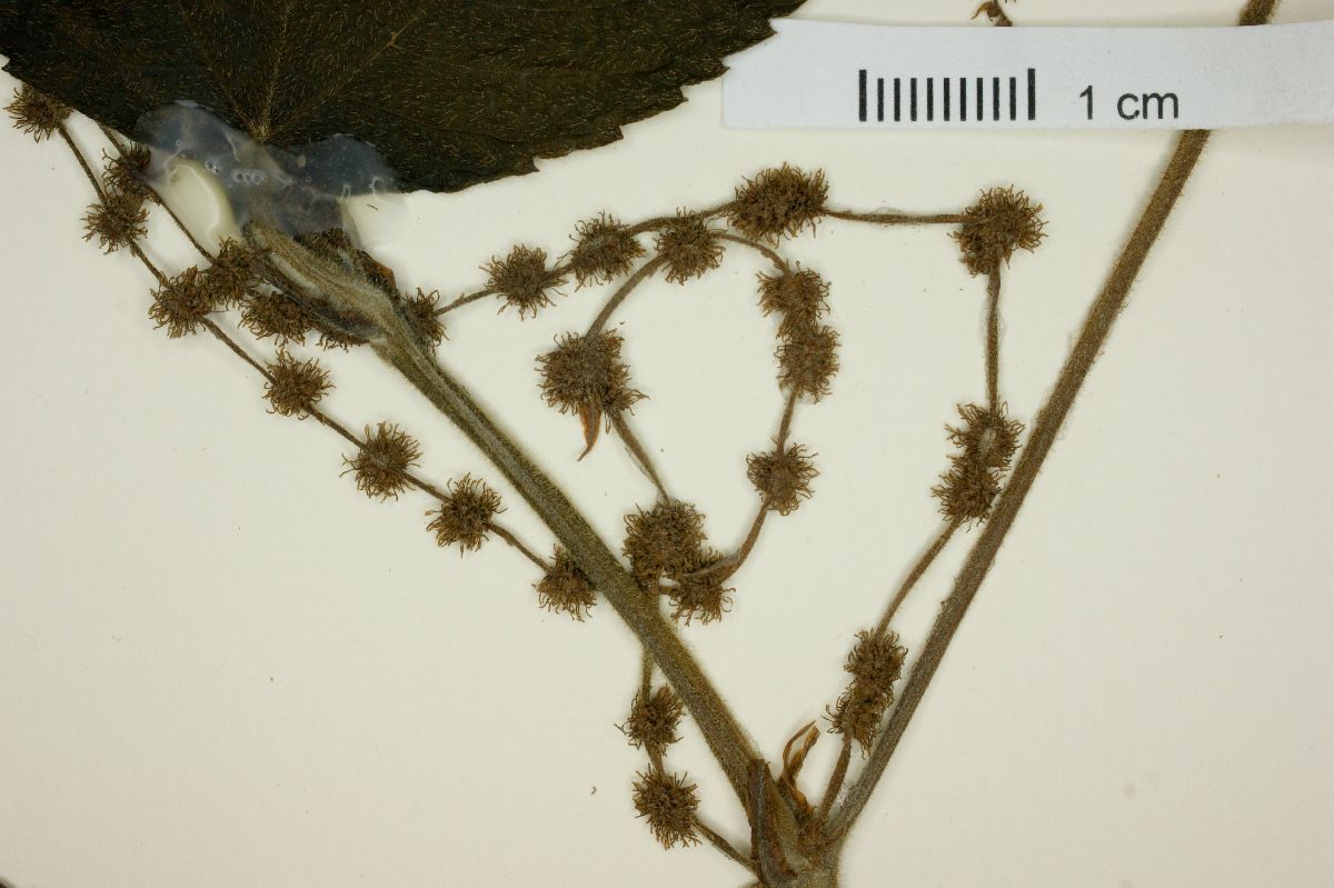 Boehmeria caudata image