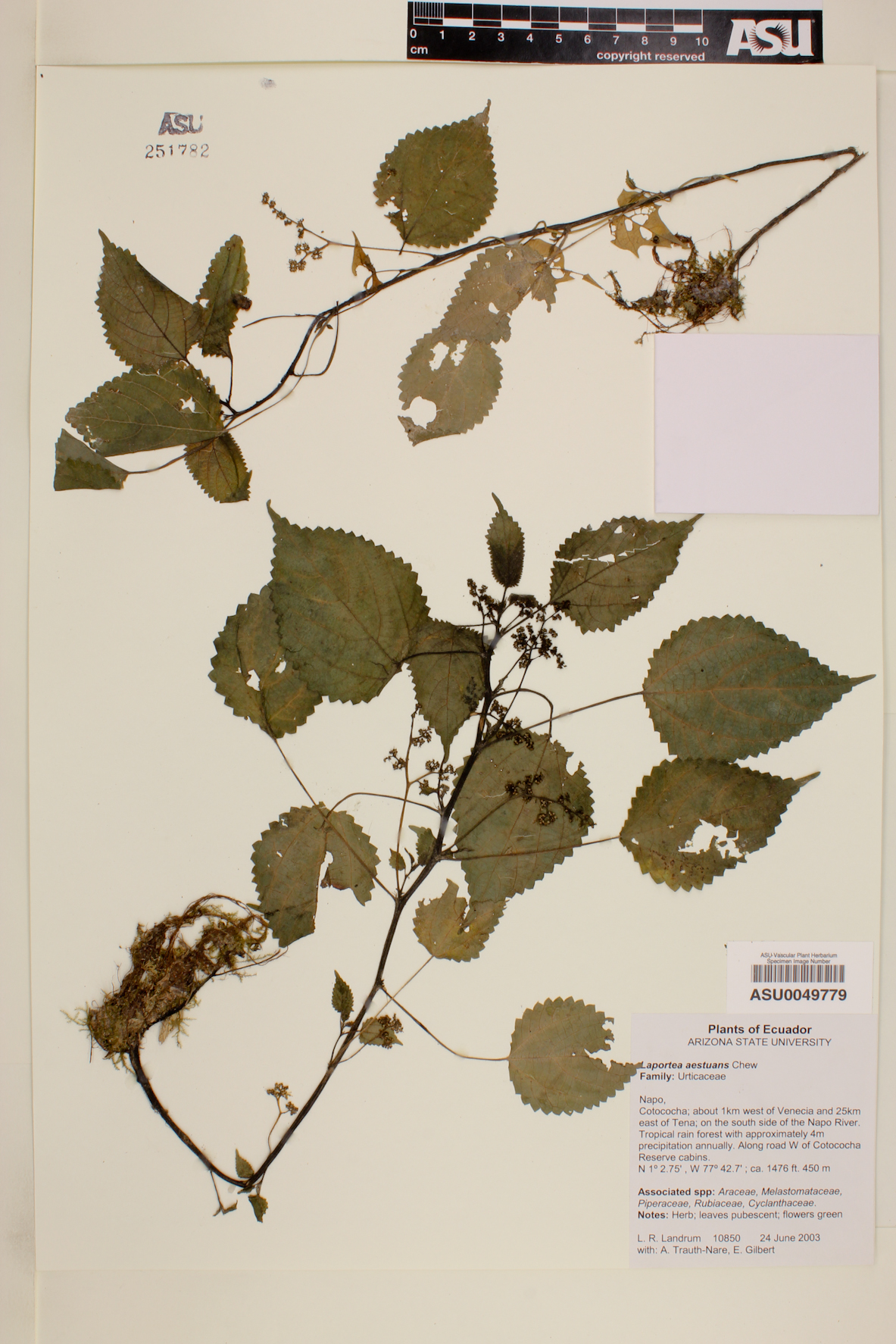 Laportea aestuans image