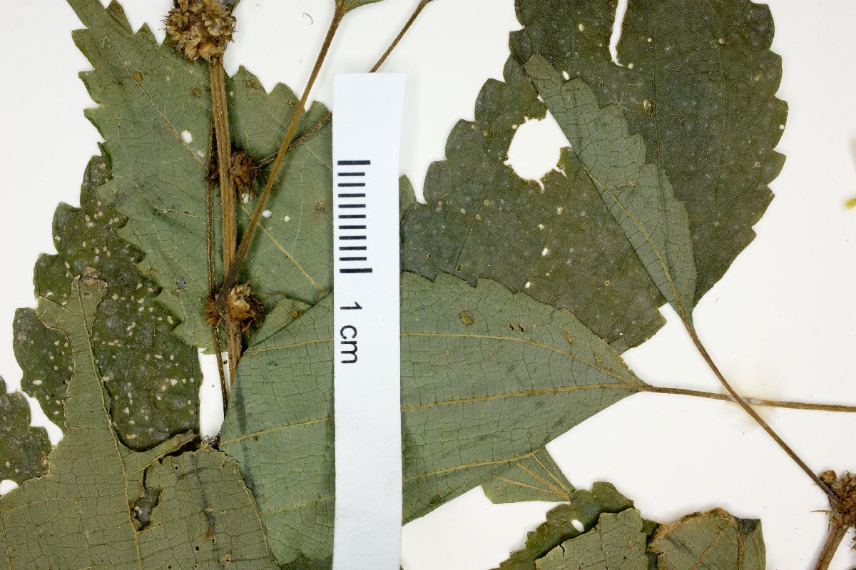 Phenax sonneratii image