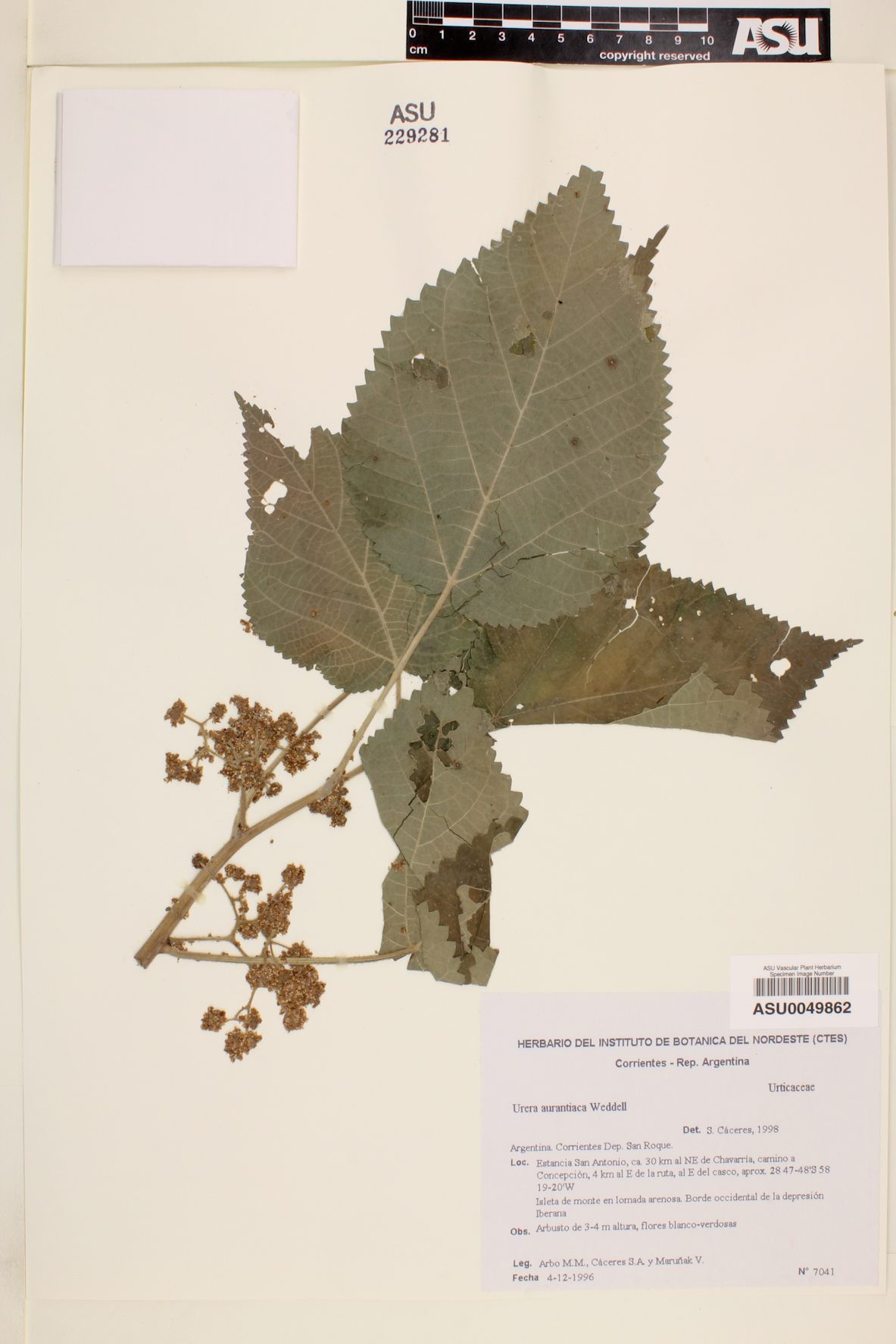 Urera aurantiaca image