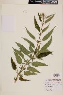 Urtica gracilis image