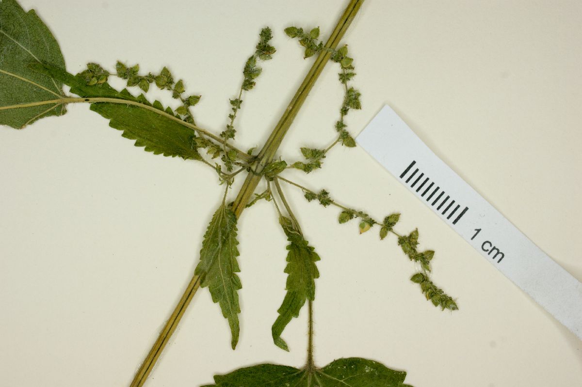 Urtica mexicana image