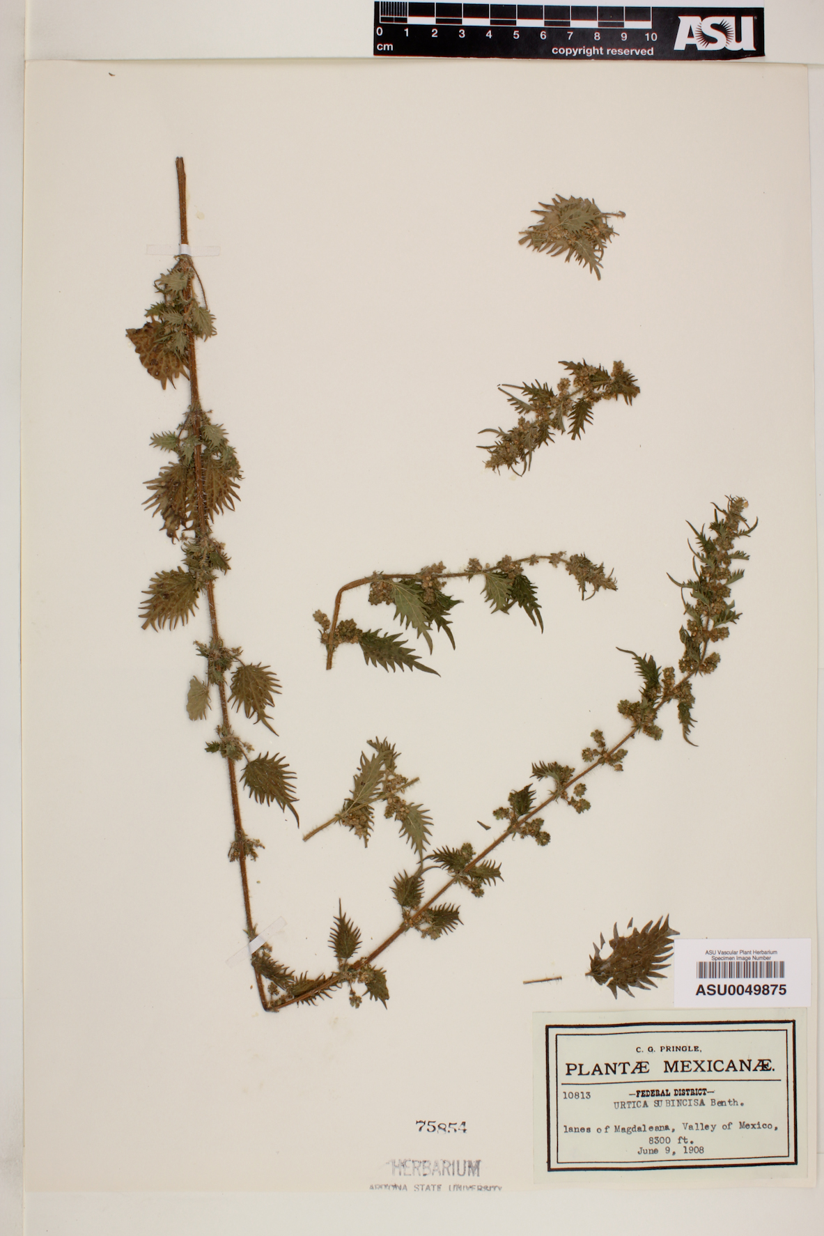 Urtica subincisa image