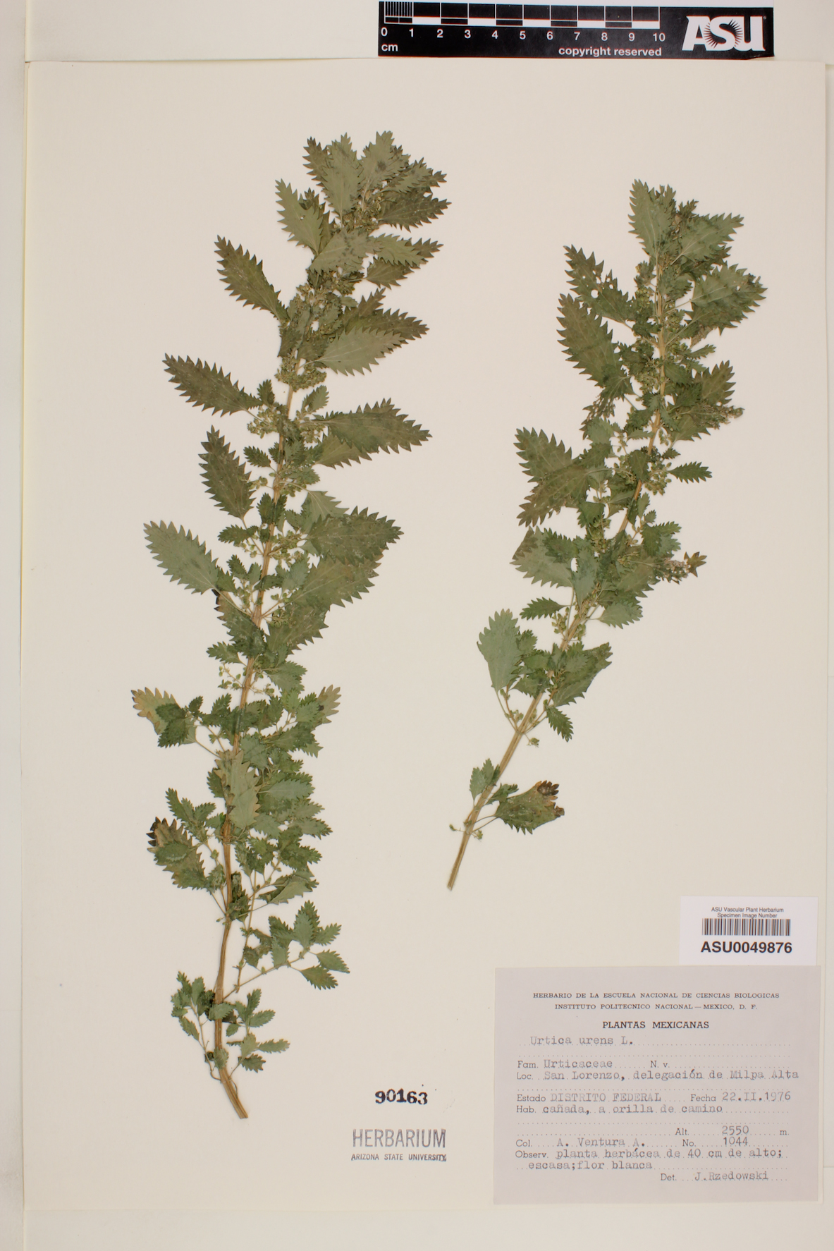 Urtica urens image
