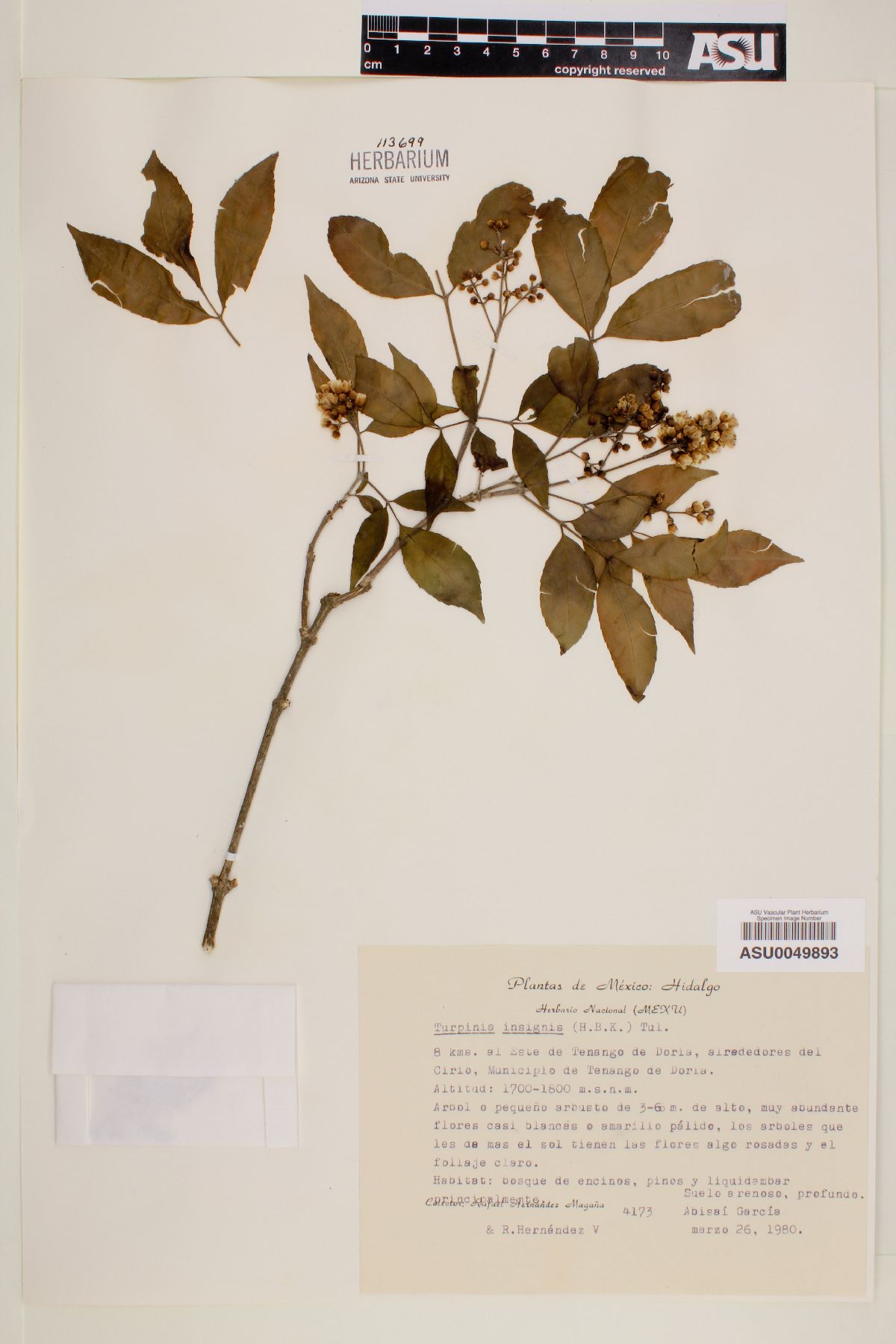 Turpinia insignis image