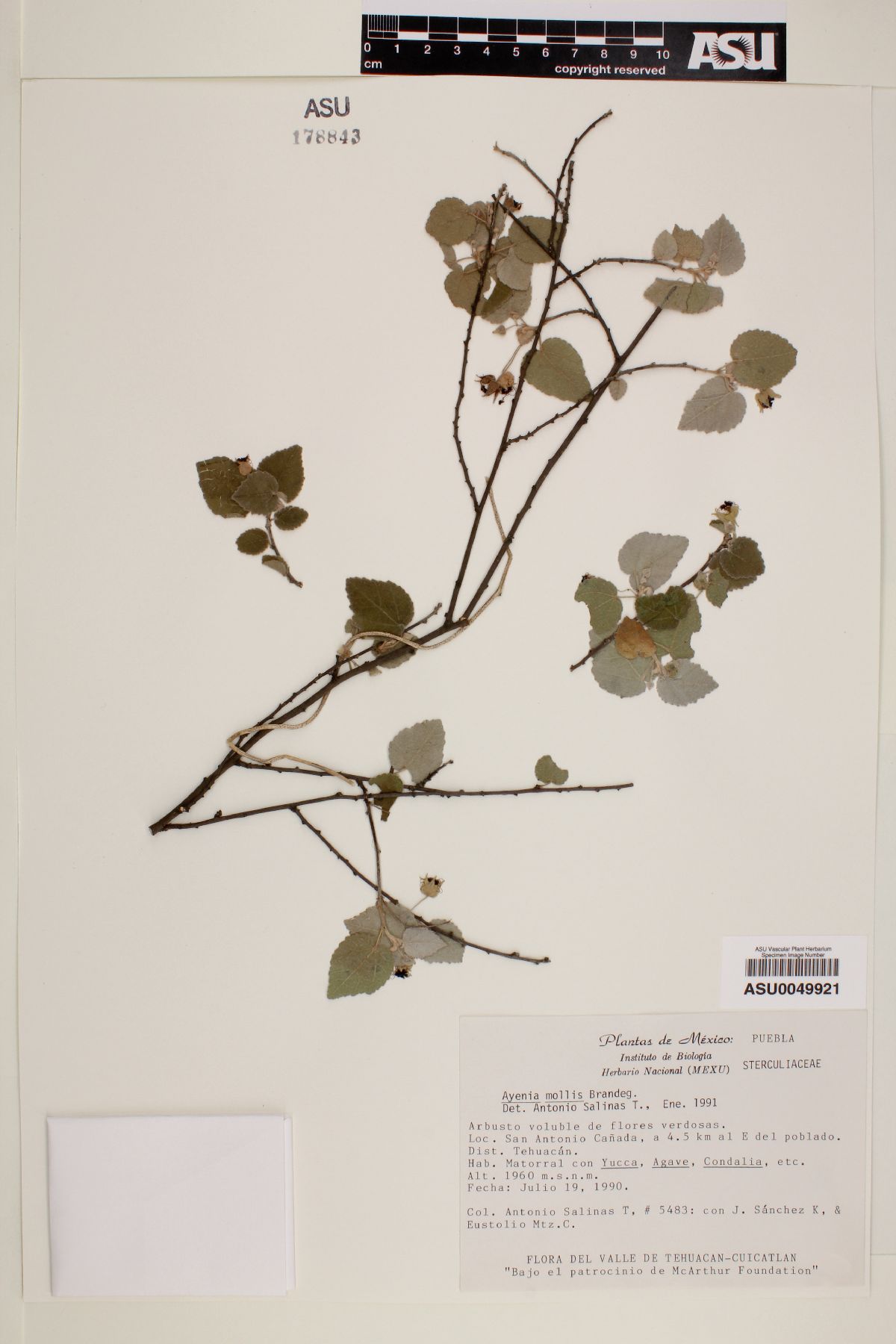 Ayenia mollis image