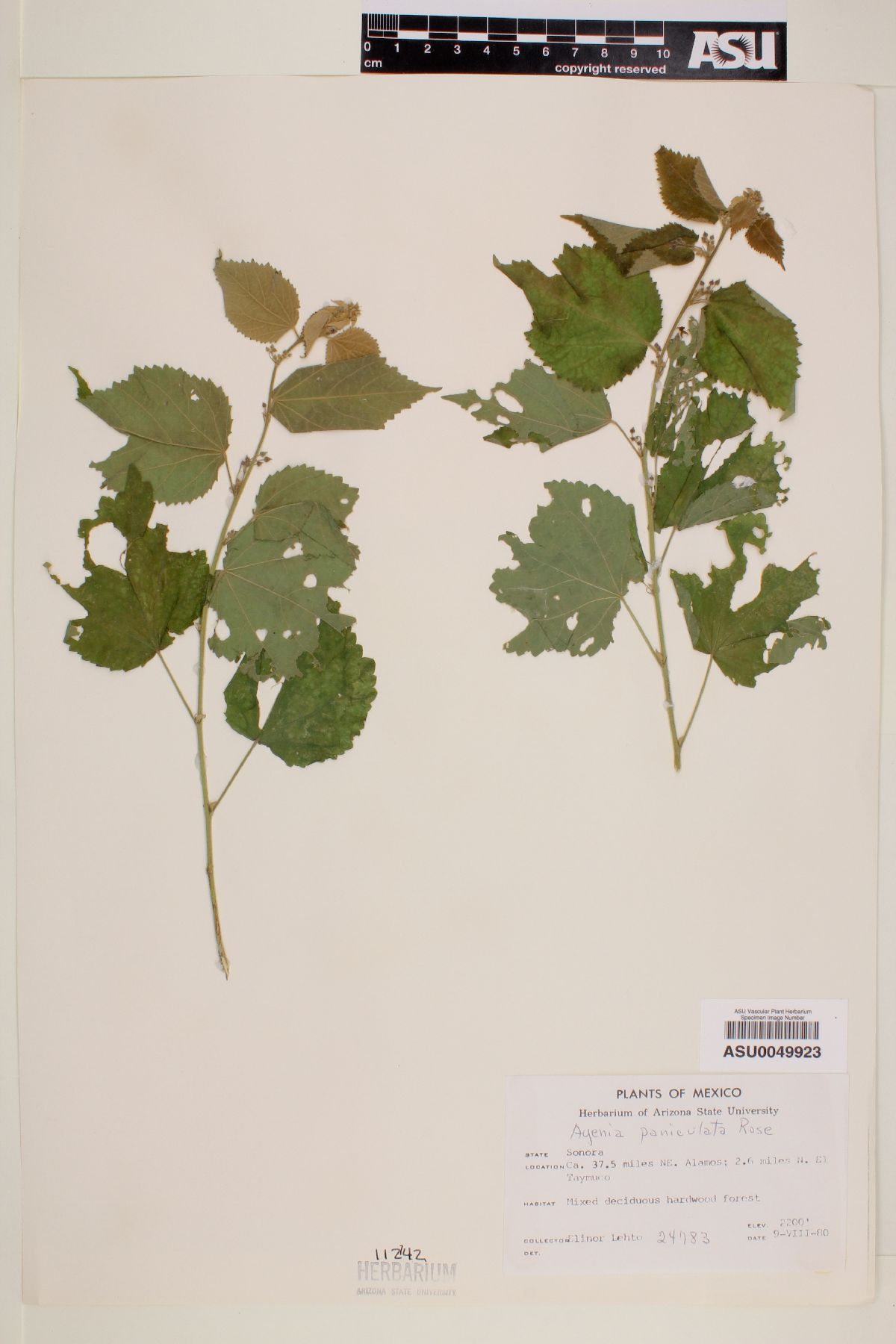 Ayenia paniculata image